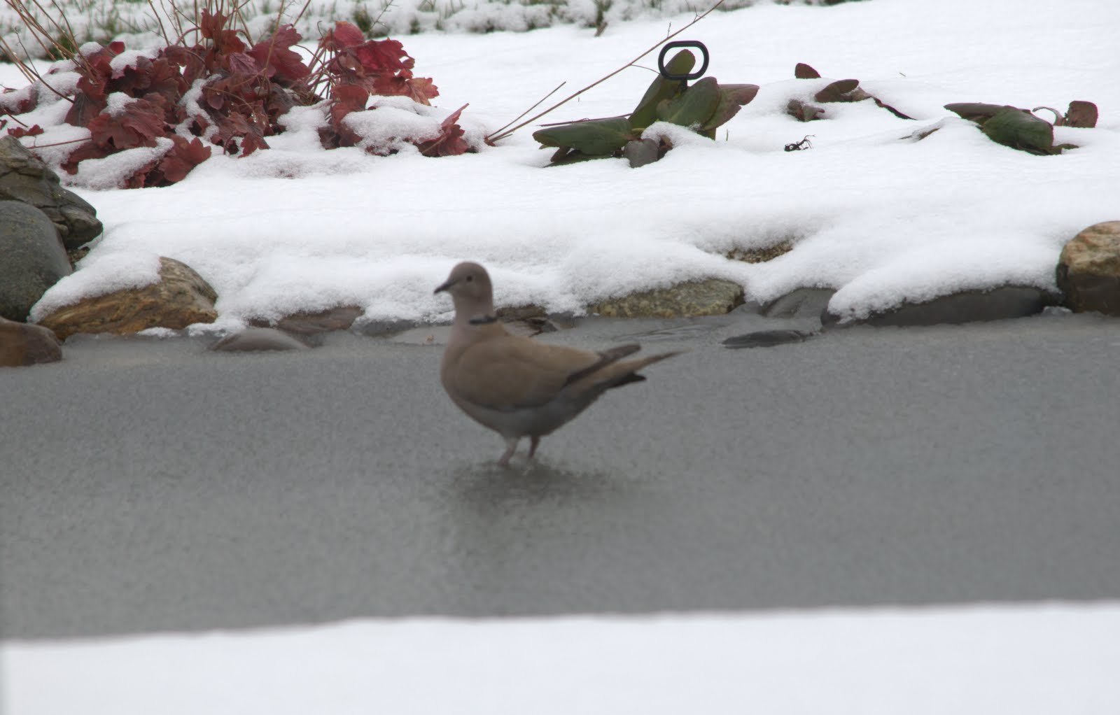 Snow Bird Picture 1